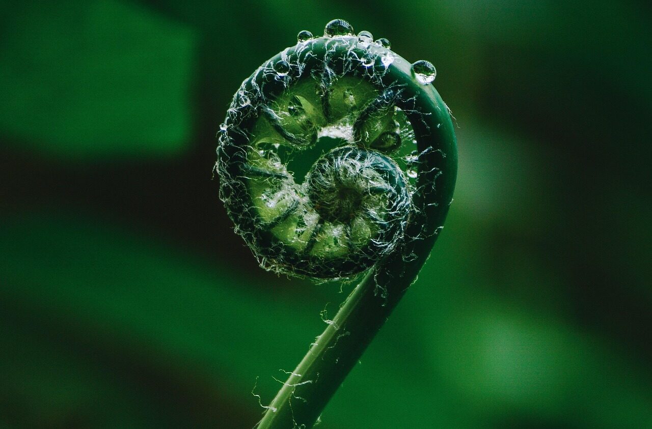 nature, plant, green, fern, raindrop